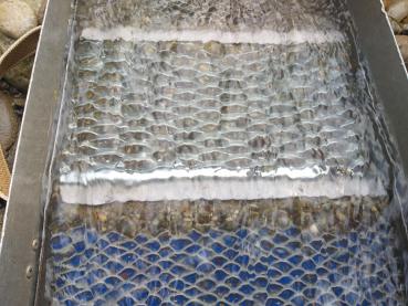 Nugget "Falle" zu Napfschleusen zu Mini Napfschleuse 153 x 115 mm